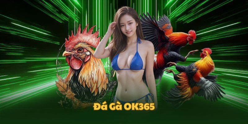 Nhà cái đá gà OK365 có 2 sảnh cược dành cho người chơi